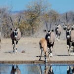 Oryx's at a waterhole in Etosha National Park. Which you can see on a Namibia honeymoon
