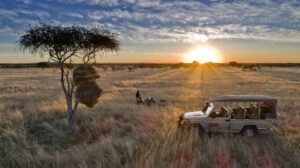Savannah grasslands at sunset with safari vehicle 