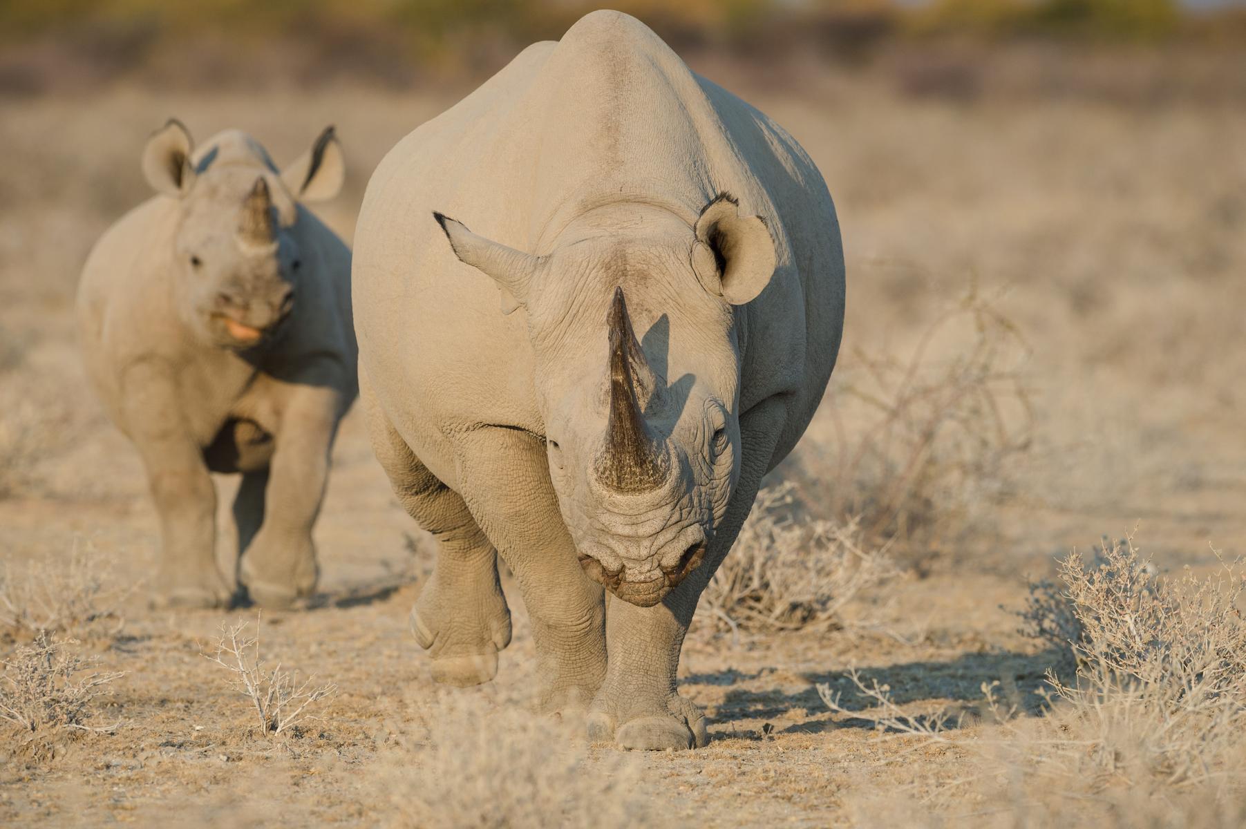 Rhinos in Etosha National Park, which you can see on a family safari.