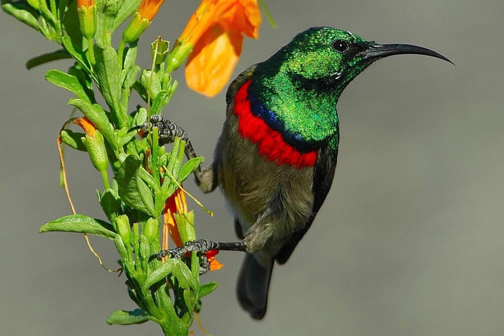 A sunbird perched on a green plant. One of the many South African animals you can see on safari.