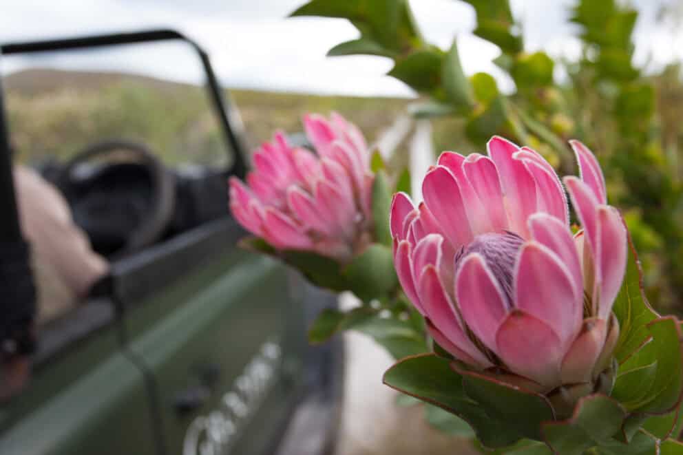 Proteas blooming in Grootbos during spring season in South Africa.
