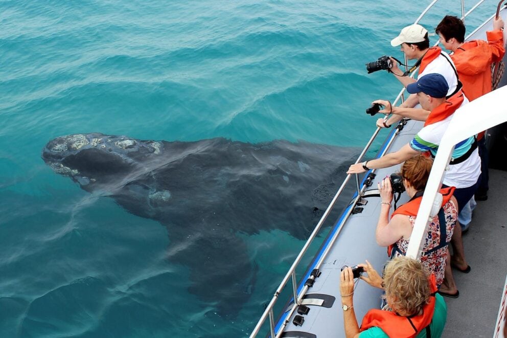 Southern Right Whale as seen from a marine safari during spring season in South Africa