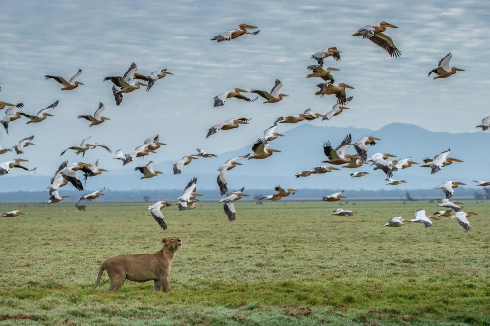 Lioness in Gorongosa looking at birds flying above her