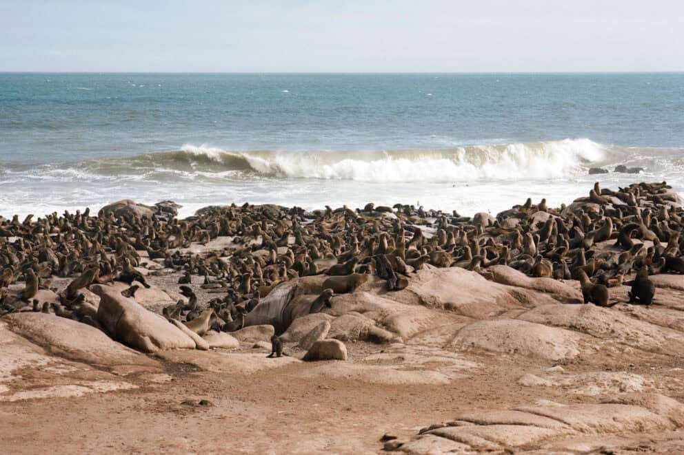 The Skeleton Coast seal colony, which can be seen as a part of a Namibia desert safari experience. 