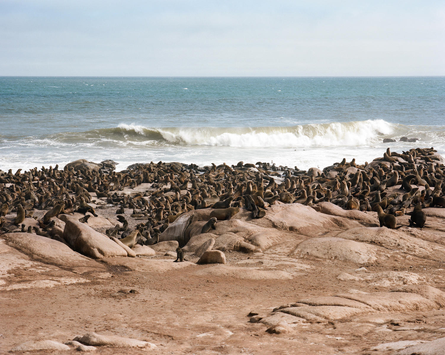 The Skeleton Coast seal colony, which can be seen as a part of a Namibia desert safari experience. 