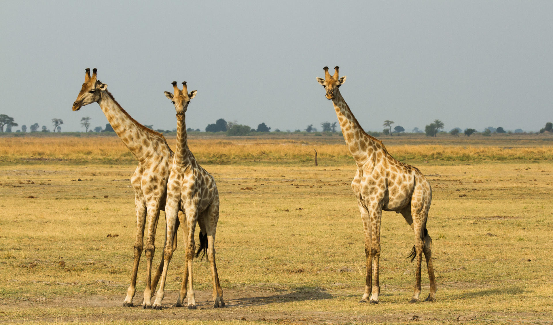 Giraffes in Chobe National Park in Botswana on an African wildlife safari