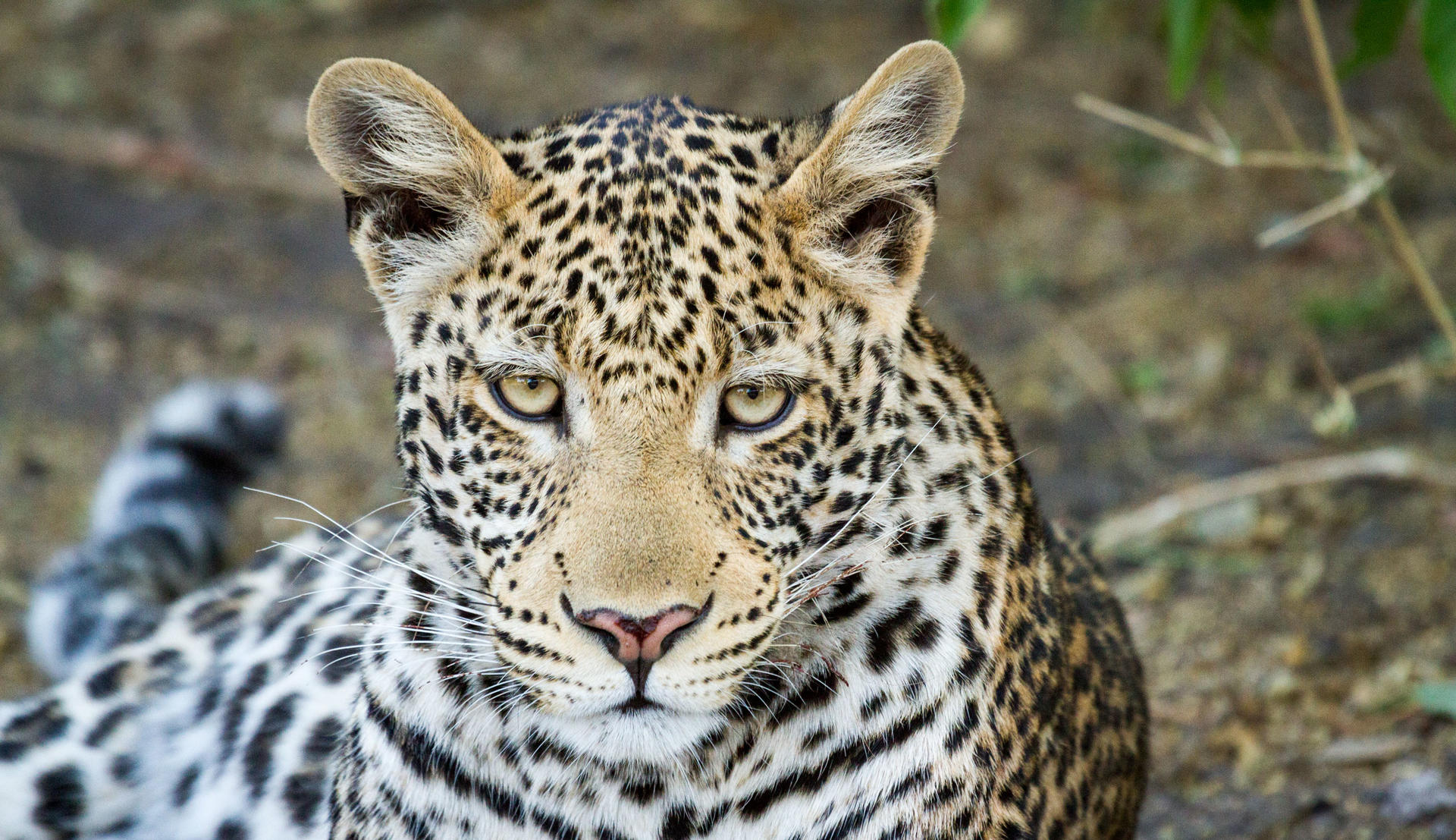A Leopard seen in the Chobe National Park. One of the many animals that can be found here. 