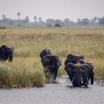 Elephants in the Okavango Delta illustrating that Botswana is safe for wildlife and travelers alike